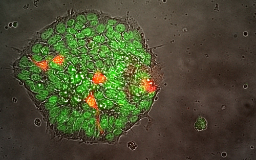 ISM_Web_CellTherapy ISM_Web_CellTherapy